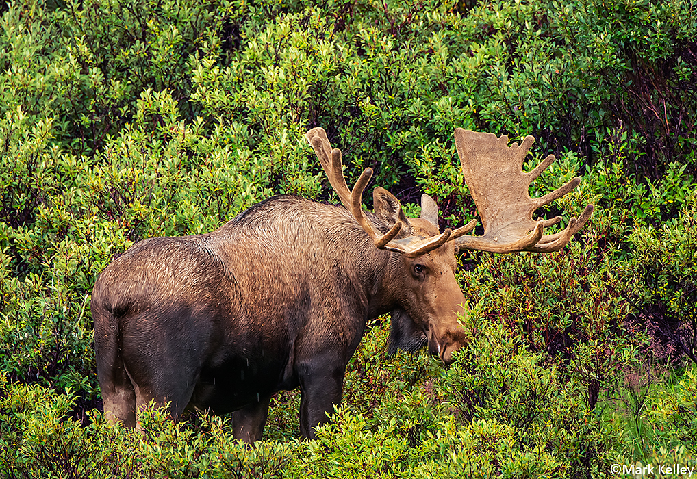 Bull Moose, Denali National Park, Alaska Image #2972