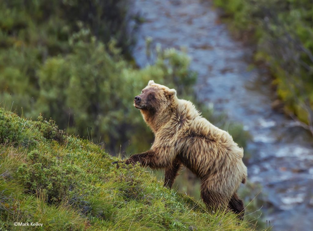 Grizzly Bear, Denali National Park, Alaska – #2971
