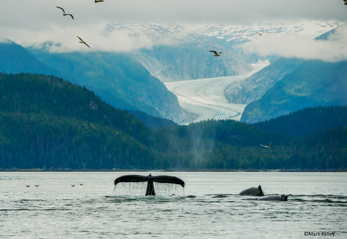Humpback Whales and Eagle Glacier, Juneau, Alaska-#2968