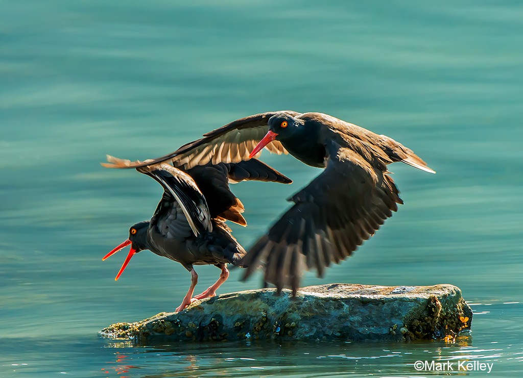 Black Oystercatcher, Glacier bay National Park, Alaska – Image #2970