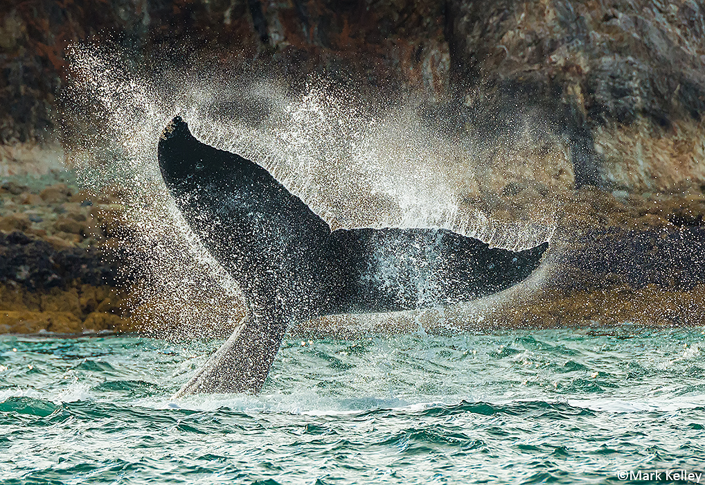 Humpback Whale Flukes, Juneau, Alaska – Image 2976