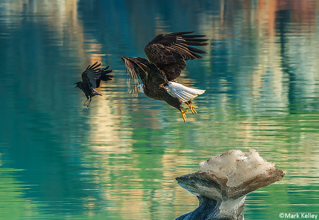 Bald Eagle and Crow, Glacier Bay National Park, AK # 2982