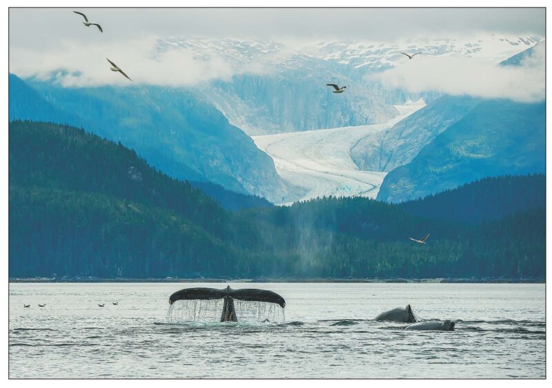 Humpbacks and Glaciers - Note Card 972