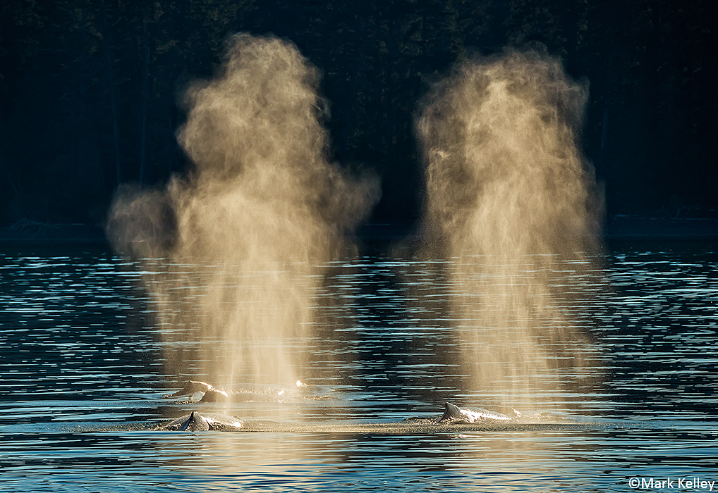 Humpback Whale Blows, Juneau, Alaska-Image 2984
