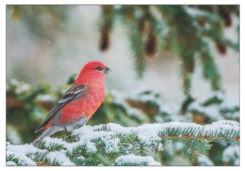 Winter Red - Note Card 971