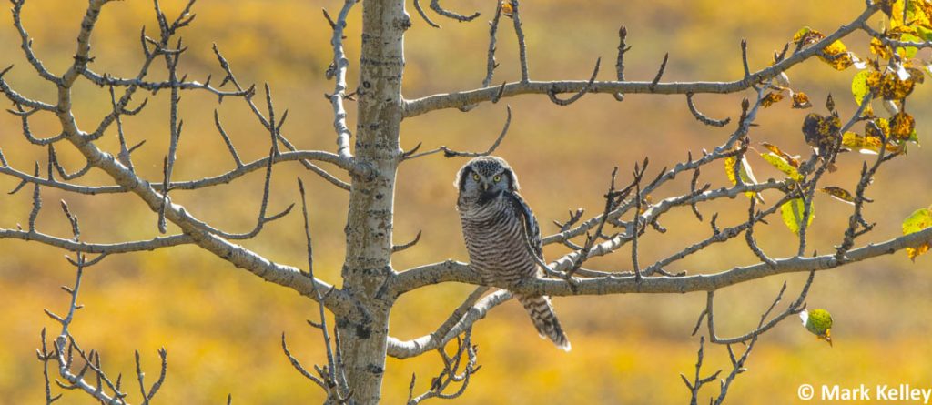 Northern Hawk Owl, Denali National Park, Alaska #2990