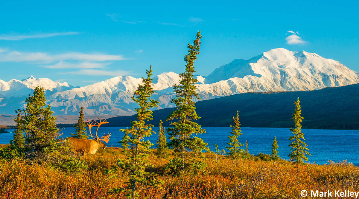 Caribou Autumn, Denali National Park, Alaska #2992