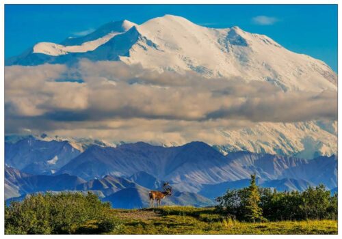 Majestic - Note Card 973