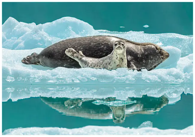 Drifting on an Iceberg - Greeting Card 947