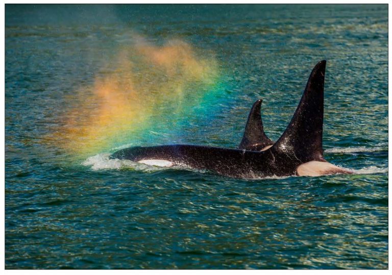 Rainblow – Note Card 974