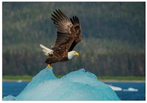 Eagle and Ice – Note Card 975