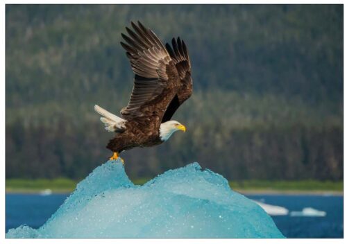 Eagle and Ice - Note Card 975