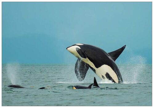 Orca Breach - Note Card 978