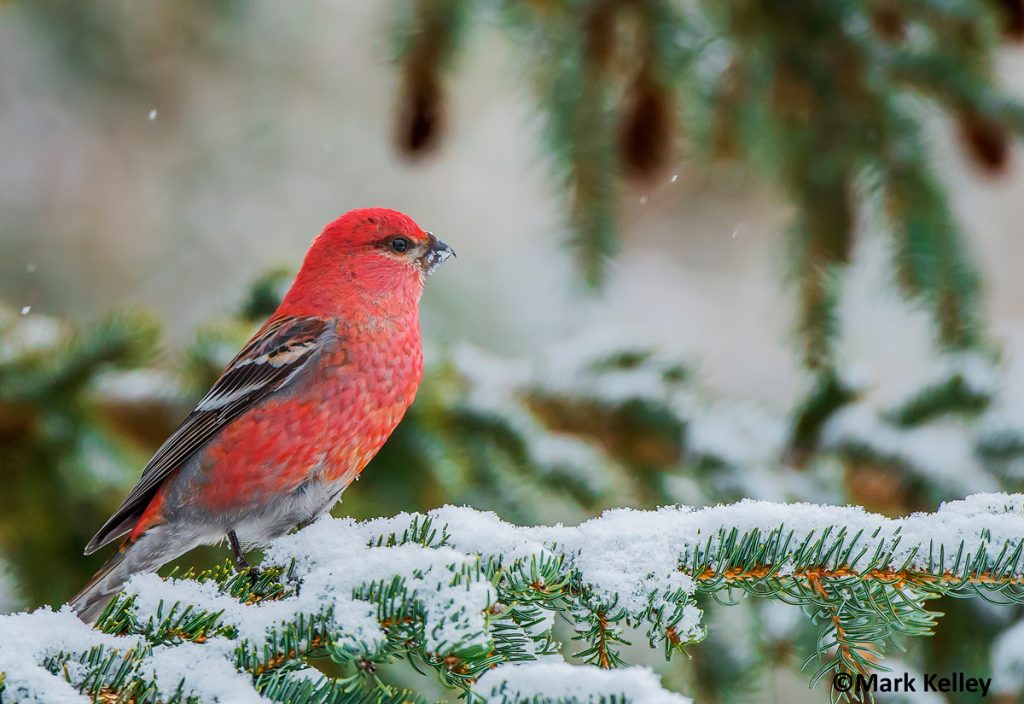 Pine Grosbeak, Wiseman, Alaska #3039