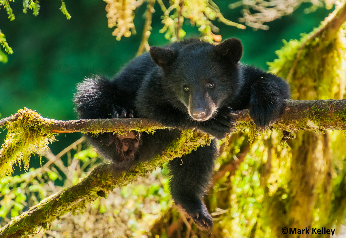 Black Bear Cub, Anan Creek, Alaska #3028