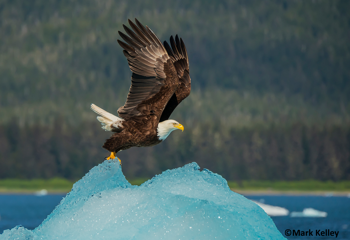 Bald Eagle, Tracy Arm, Alaska #3029