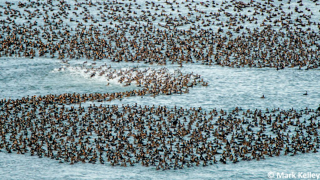 A Bazillion Birds, Berners Bay, Juneau, Alaska #3003