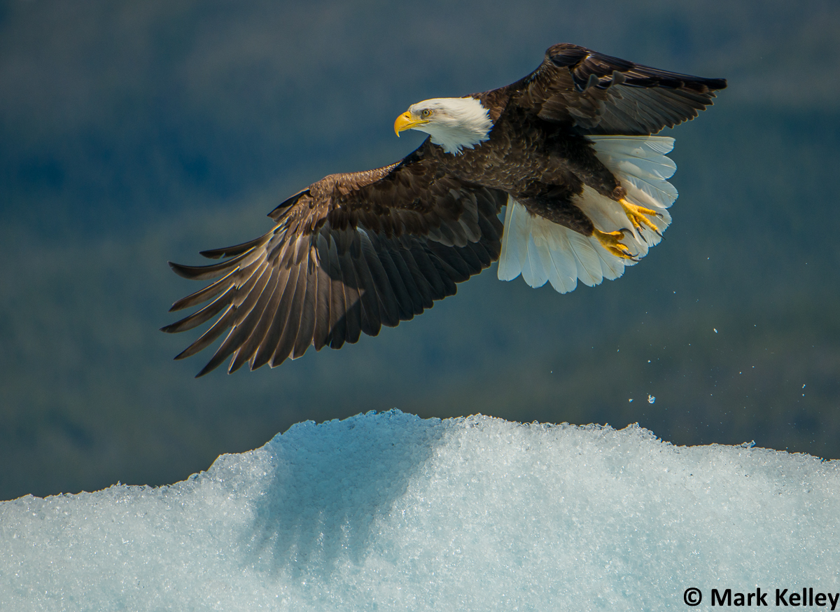 Bald Eagle, Tracy Arm, Alaska #3305