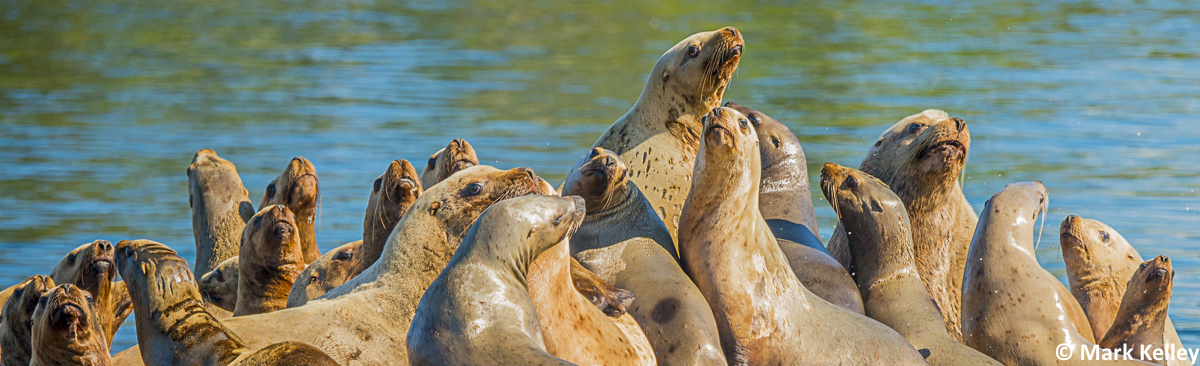 Sea lions, Midway Islands – Alaska #3007