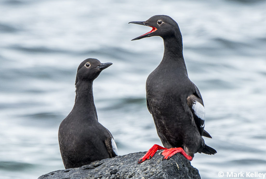 Pigeon Guillemots, Juneau, Alaska #3008