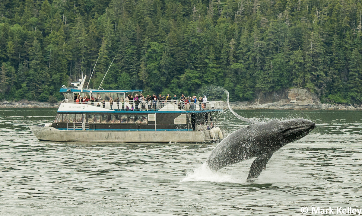 Humpback Whale Breach, Juneau, Alaska #3009