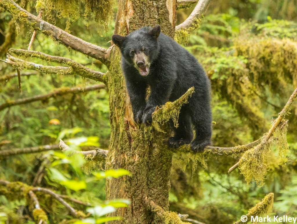 Baby Black Bear, Anan Creek #3017