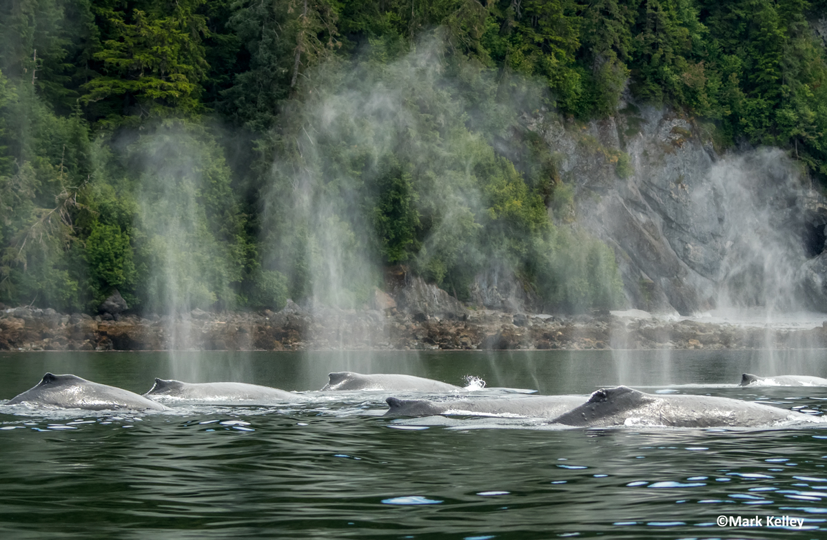 Humpback Whales, Inside Passage, Alaska #3016