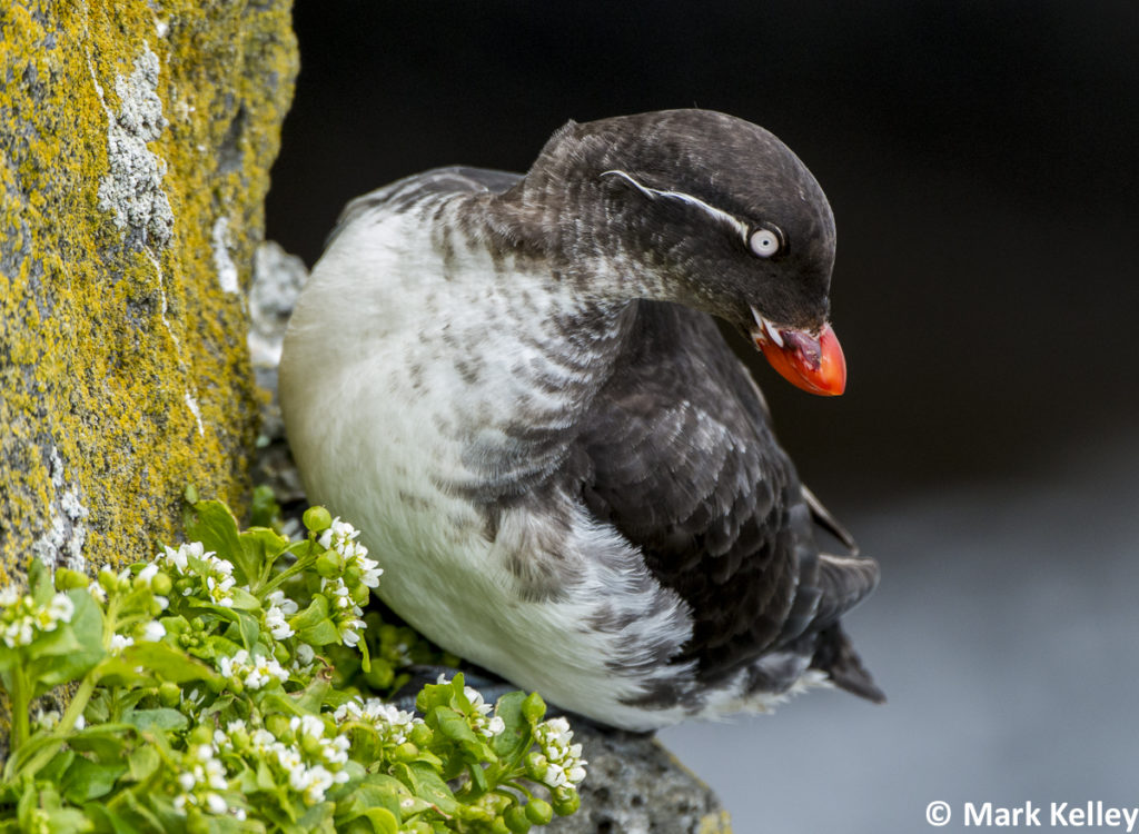 Parakeet Auklet, St Paul – Pribilof Islands, Alaska #3013