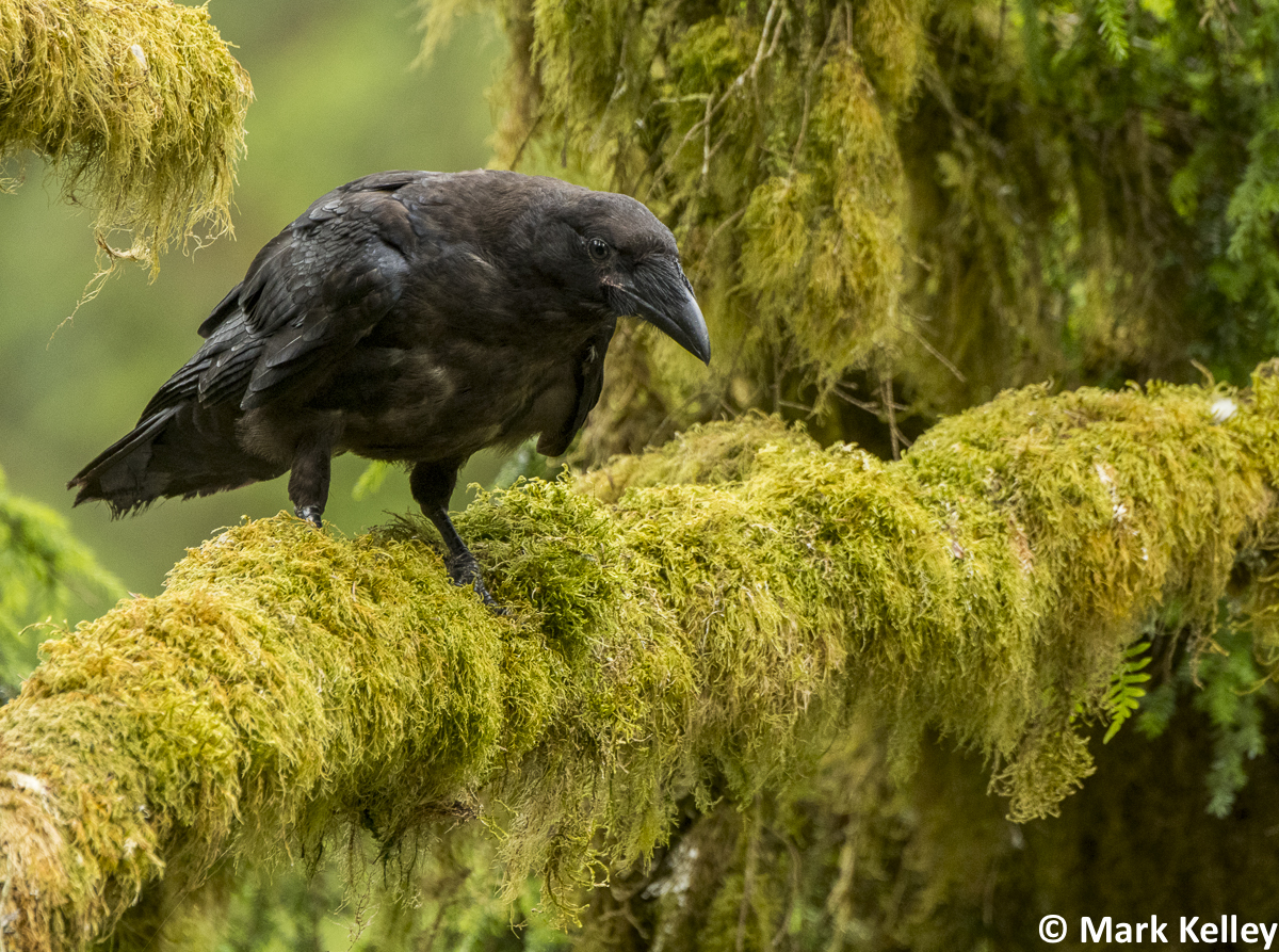 Juvenile Raven, Anan Creek, Alaska #3018