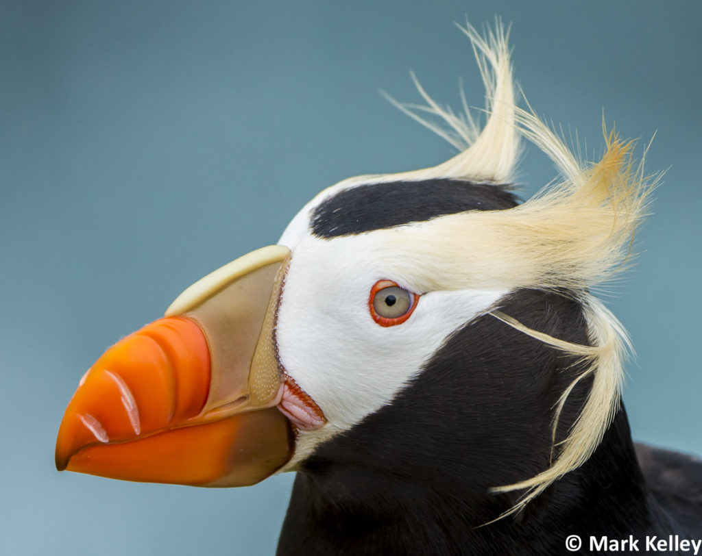 Tufted Puffin, St Paul-Pribilof Islands, Alaska #3012