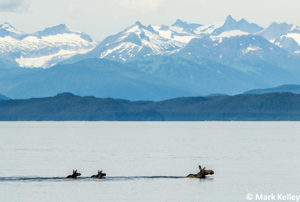 Moose with Calves, Chatham Strait, Alaska #3021