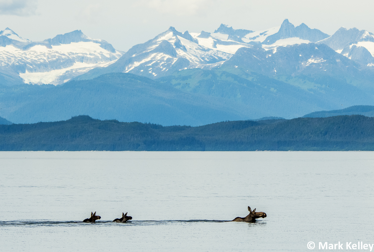 Moose with Calves, Chatham Strait, Alaska #3021
