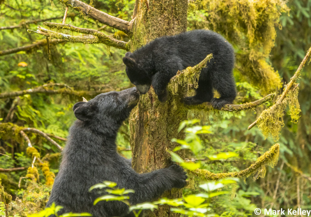 Black Bears, Anan Creek, Alaska #3023