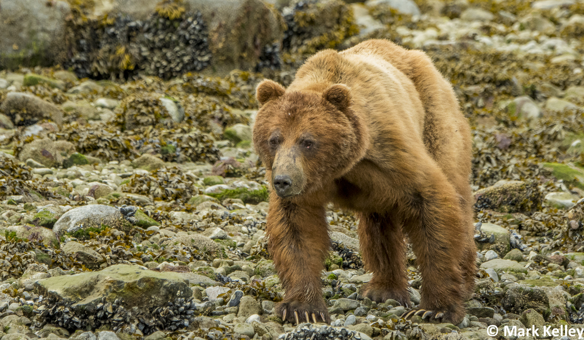 Brown Bear, Glacier Bay National Park, Alaska #3019
