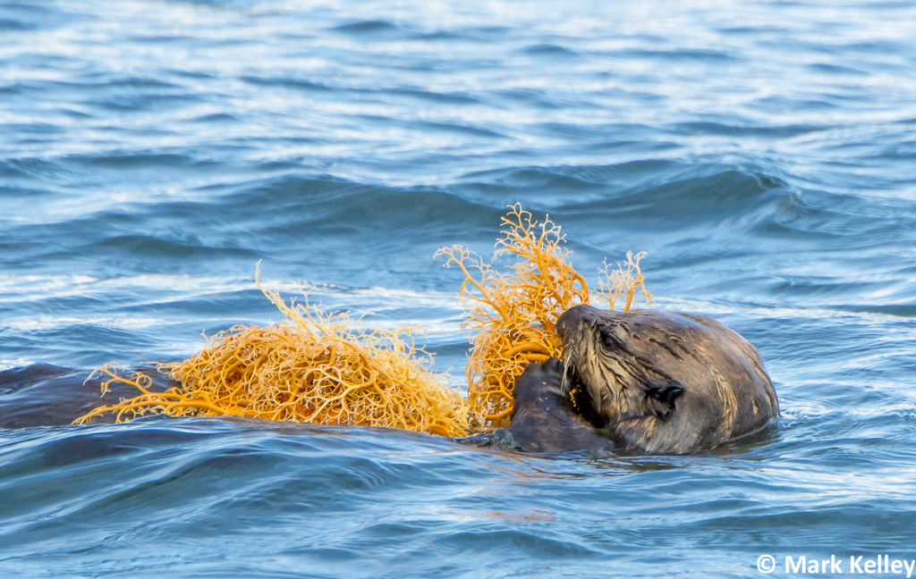Sea Otter with Basket Star, Icy Stait, Alaska #3022
