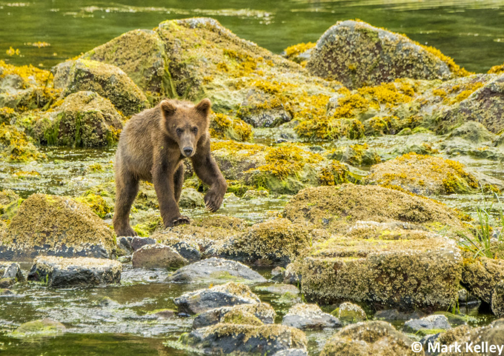 Brown Bear, Glacier Bay National Park, Alaska #3024