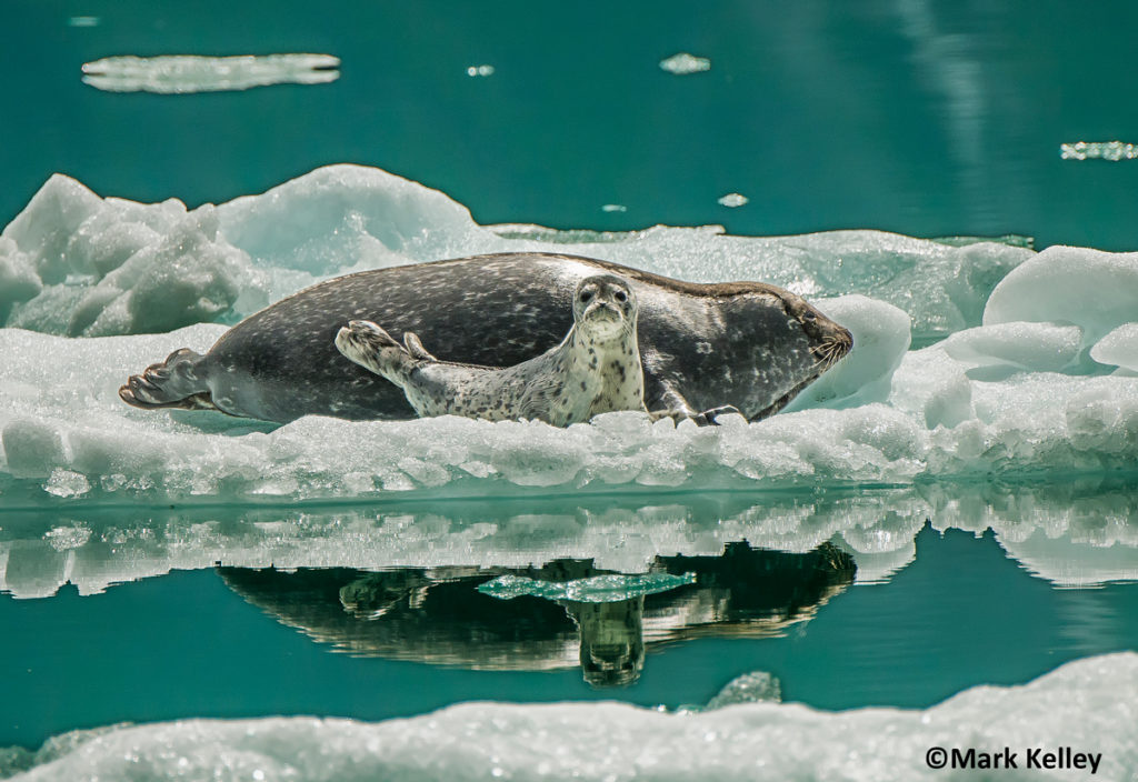 Harbor Seals, Tracy Arm, Alaska #3026