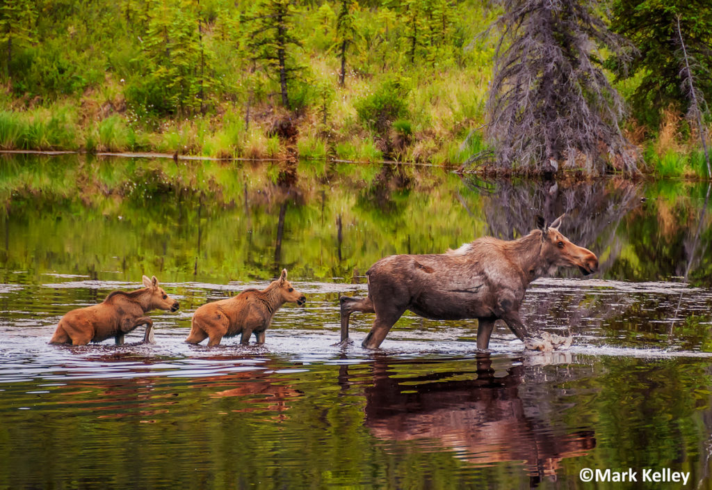 Moose Family, Denali National Park, Alaska #3027