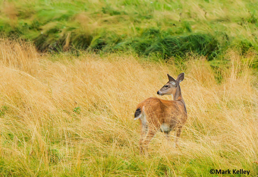 Sitka Black-Tailed Deer, Admiralty Island, Alaska #3025