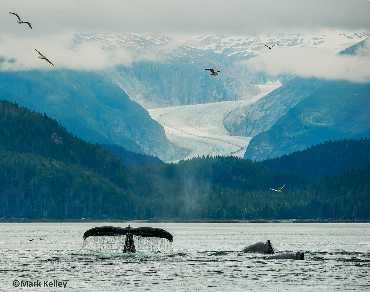 Humpback Whales, Herbert Glacier, Juneau, Alaska #3032