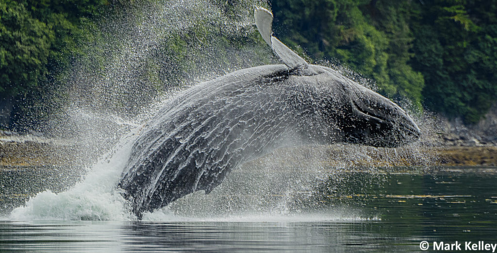 Humpback Breach, Chatham Strait, Alaska #3047