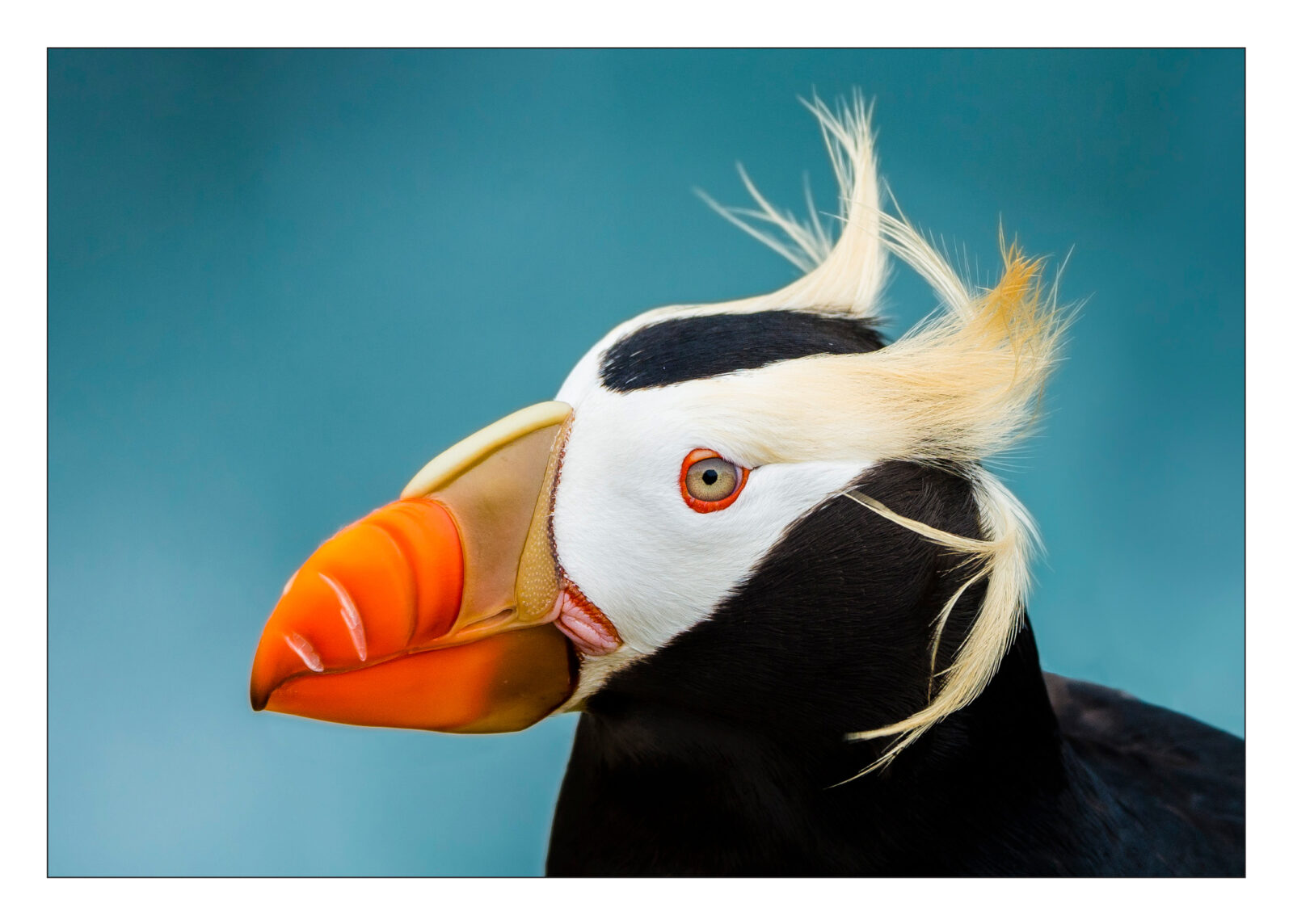 Blowing in the Wind - Note Card 982