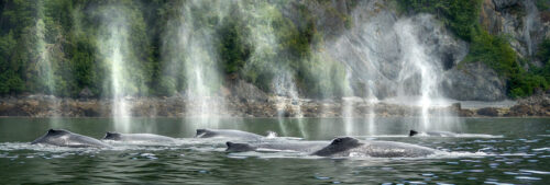 Whale Symphony - Bookmark