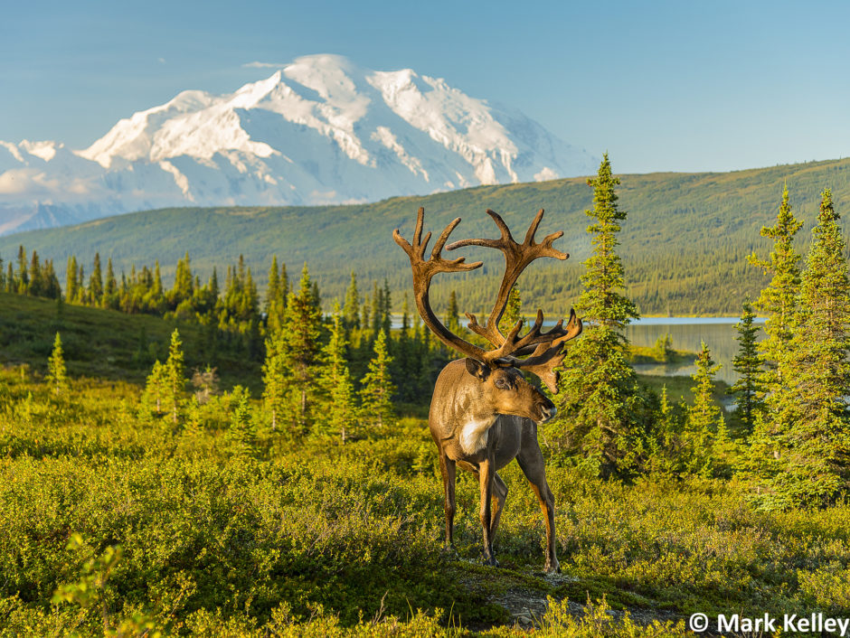 Bull Caribou, Denali National Park, Alaska 3051 Mark Kelley