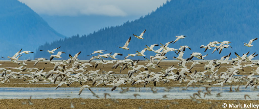 Stikine River, Wrangell – Image #3054