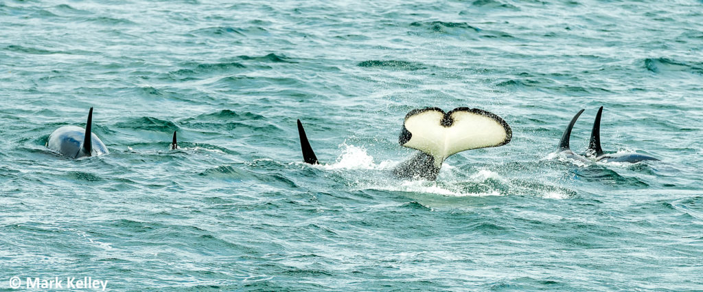 Killer Whale Pod, Inside Passage, Alaska #3064