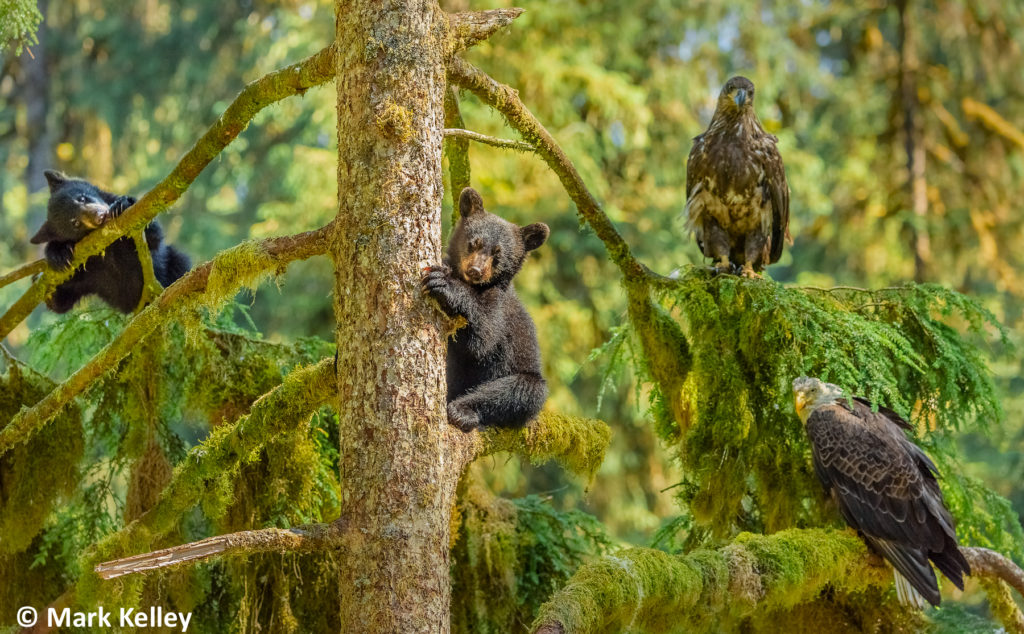 Black Bear Cubs and Eagles, Anan Creek, Alaska #3067
