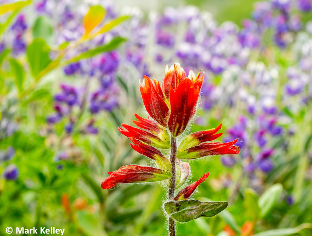 Indian Paintbrush, Glacier Bay NP, Alaska #3066