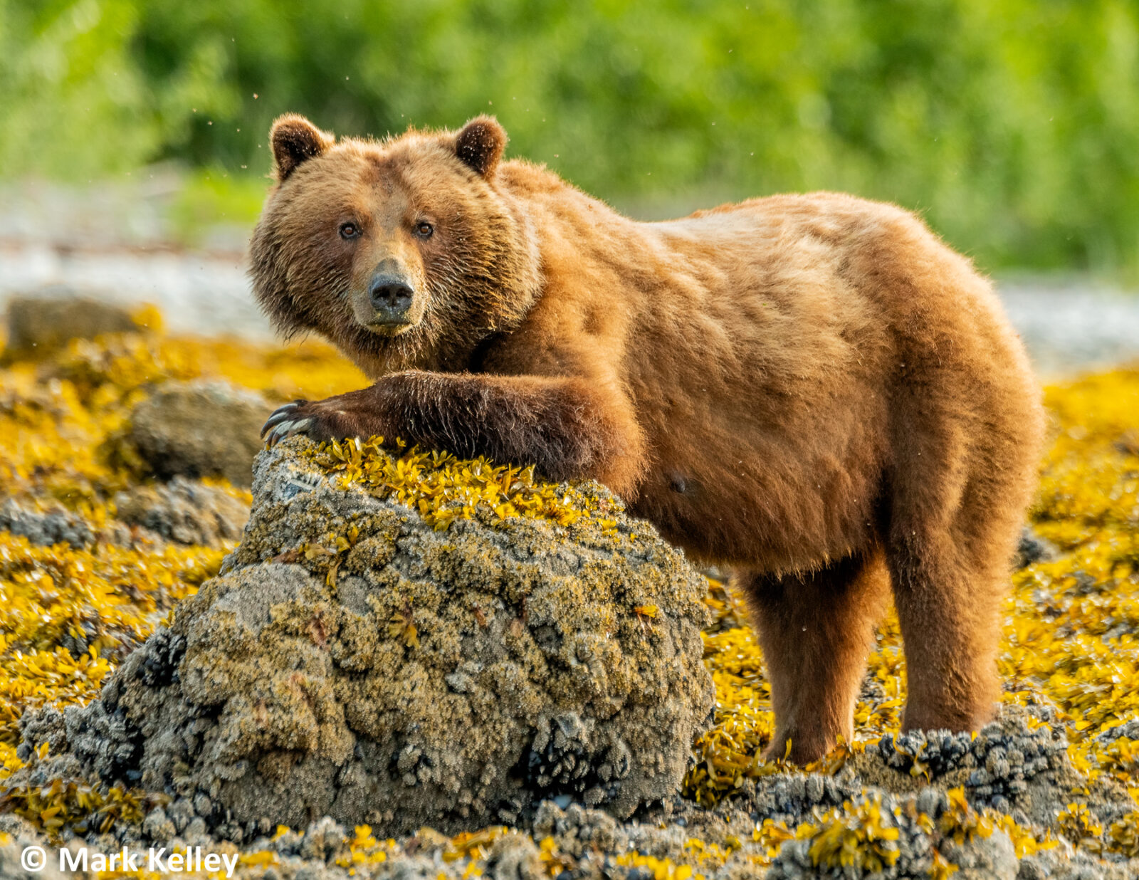 Coastal Brown Bear, Glacier Bay, Alaska #3065