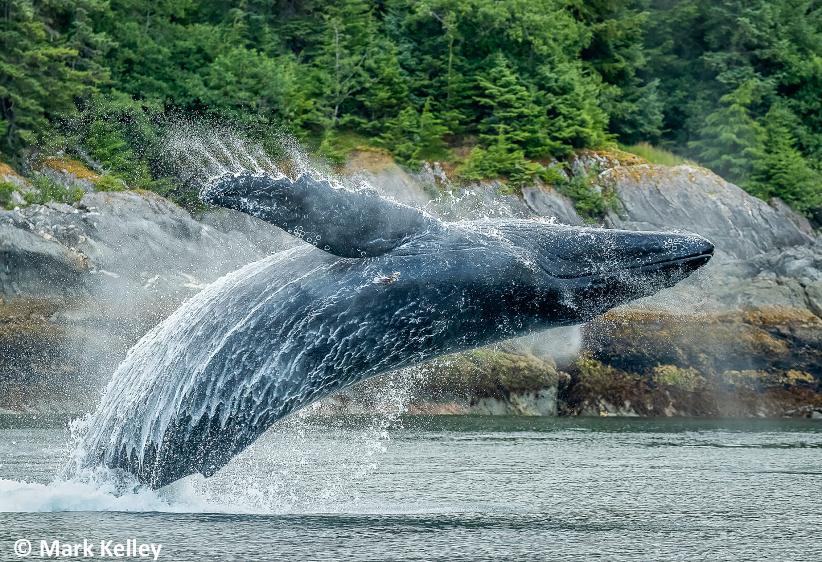 Humpback Whale, Admiralty Island, Alaska #3068